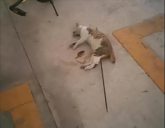 港澳新闻 第81页